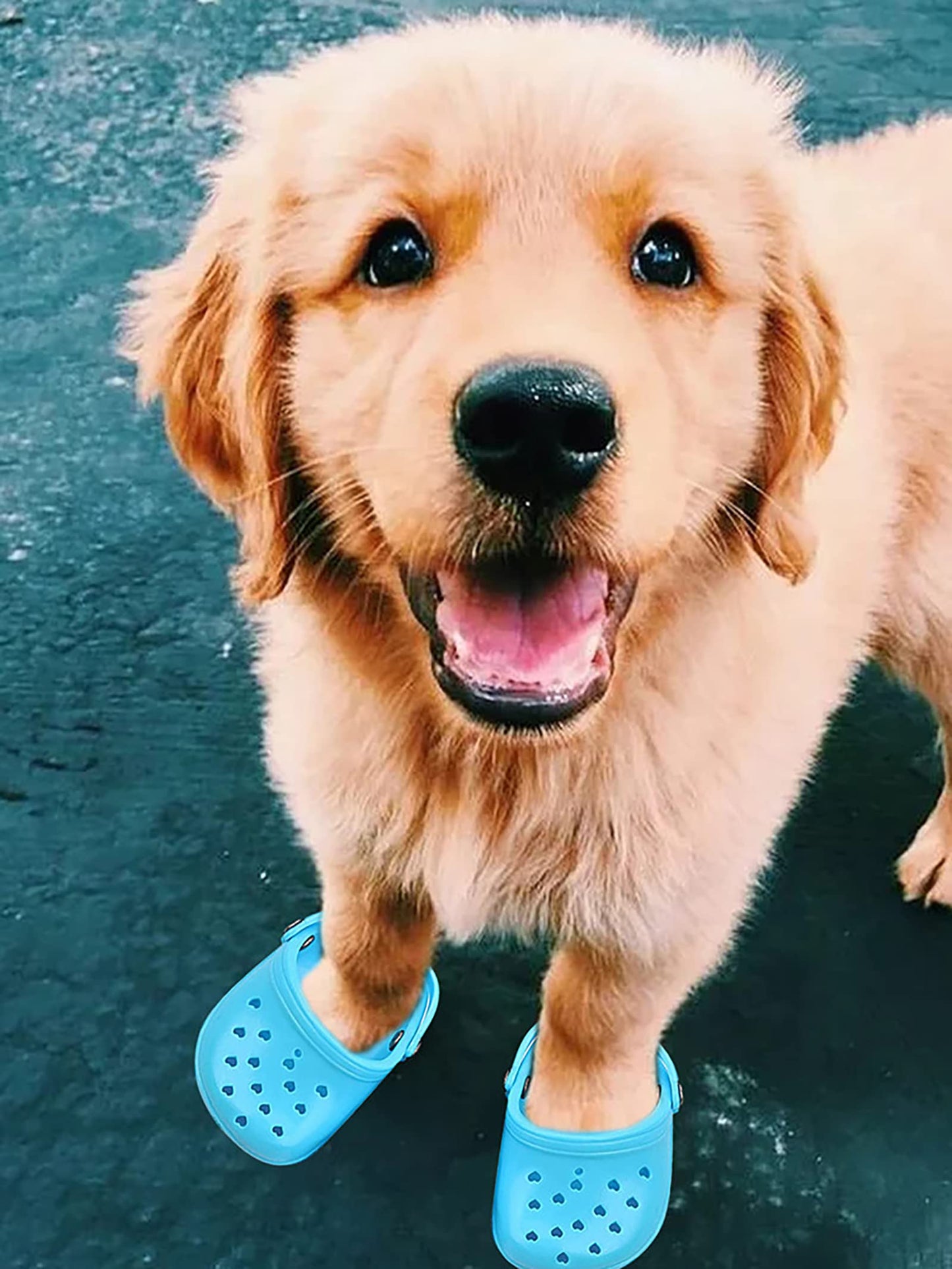 4 PCS Small Dog Sandals, Shoes for Dogs, Candy Colors Dog Sandals for Photo, Doggy Rubber Slipper Shoes Pink
