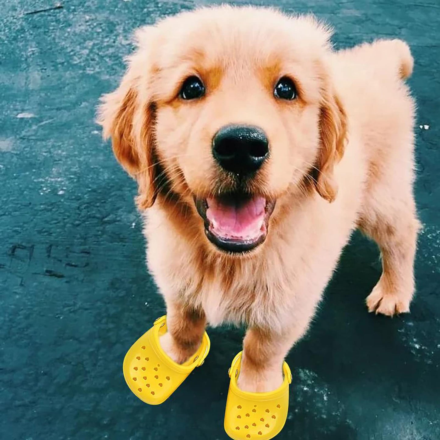4 PCS Small Dog Sandals, Shoes for Dogs, Candy Colors Dog Sandals for Photo, Doggy Rubber Slipper Shoes Pink